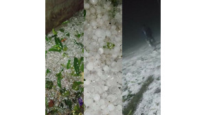 চাঁপাইনবাবগঞ্জে পৌষ মাসের শীতকালে ব্যাপক বৃষ্টি ঝড় ও শিলা বৃষ্টি- ফসলের  ক্ষতি