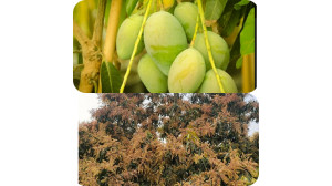 চাঁপাইনবাবগঞ্জে এবার আম উৎপাদন লক্ষ্যমাত্রা ধরা হয়েছে আড়াই লাখ  মেট্রিক টন 