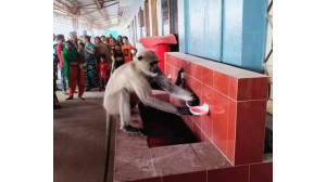 ভোলাহাট  কাঁপানো হনুমানটি অবশেষে ধরা পড়ল গোমস্তাপুরে- আহত ৯