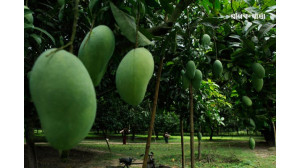 করোনায় আমের বাজার নিয়মিত রাখতে আগাম পরিকল্পনা জরুরি