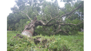 সুপার সাইক্লোন আম্ফানের প্রভাবে ৩৪ বাড়ি ক্ষতিগ্রস্ত, ঝরে পড়েছে প্রচুর আম