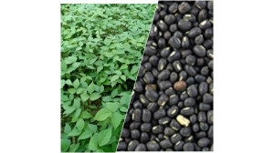 চাঁপাইনবাবগঞ্জে ১৮,৯৩০ হেক্টর জমিতে মাসকলাই চাষের লক্ষ্যমাত্রা-৫,২০০ কৃষককে প্রণোদনা দেয়ার সিদ্ধান্ত