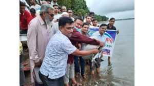 মহানন্দা নদীতে মাছের পোনা অবমুক্ত করল ফ্রেন্ডসগ্রুপ ০৭/০৯  