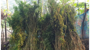 শিবগঞ্জে ২০টি গাঁজা গাছসহ মাদক ব্যবসায়ীকে আটক