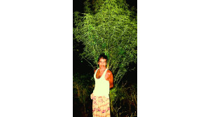 মহারাজপুরে গাঁজার গাছসহ ১ জনকে গ্রেপ্তার করেছে পুলিশ 