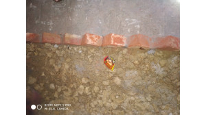 চাঁপাইনবাবগঞ্জে  মেয়র প্রার্থী আওয়ামী লীগ নেতার অফিসে বোমা হামলা 