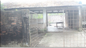 অসুস্থ ও গর্ভবতী পশু জবাই করে মাংস বিক্রি! আতঙ্কিত চাঁপাইনবাবগঞ্জ শহরবাসী 