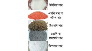 নাচোলে সিন্ডিকেটের মাধ্যমে চলছে অবৈধভাবে সার ক্রয় বিক্রয় 