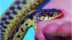 রহনপুরে সাপের কামড়ে ১জনের মৃত্যু