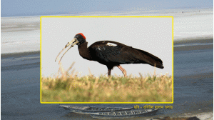 দূর্লভ ও বিপন্ন পাখি কালো কাস্তেচরার খোঁজে