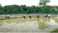 নাচোলে বৃষ্টির পানিতে আমনের আগাম আবাদ শুরু